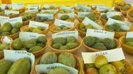 mango 1600 mango festival