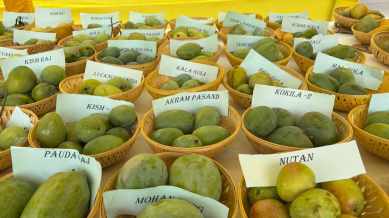 mango festival