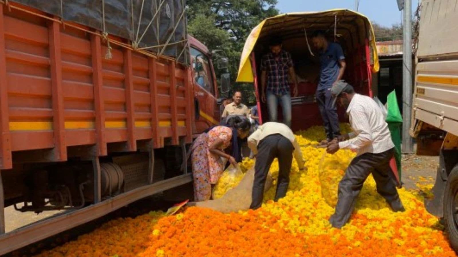 Paddy to petals: Sangrur farmer finds prosperity in marigold, has eyes set on roses