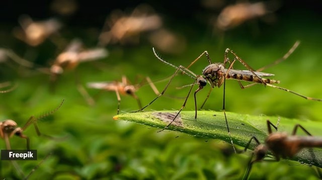 dengue malaria