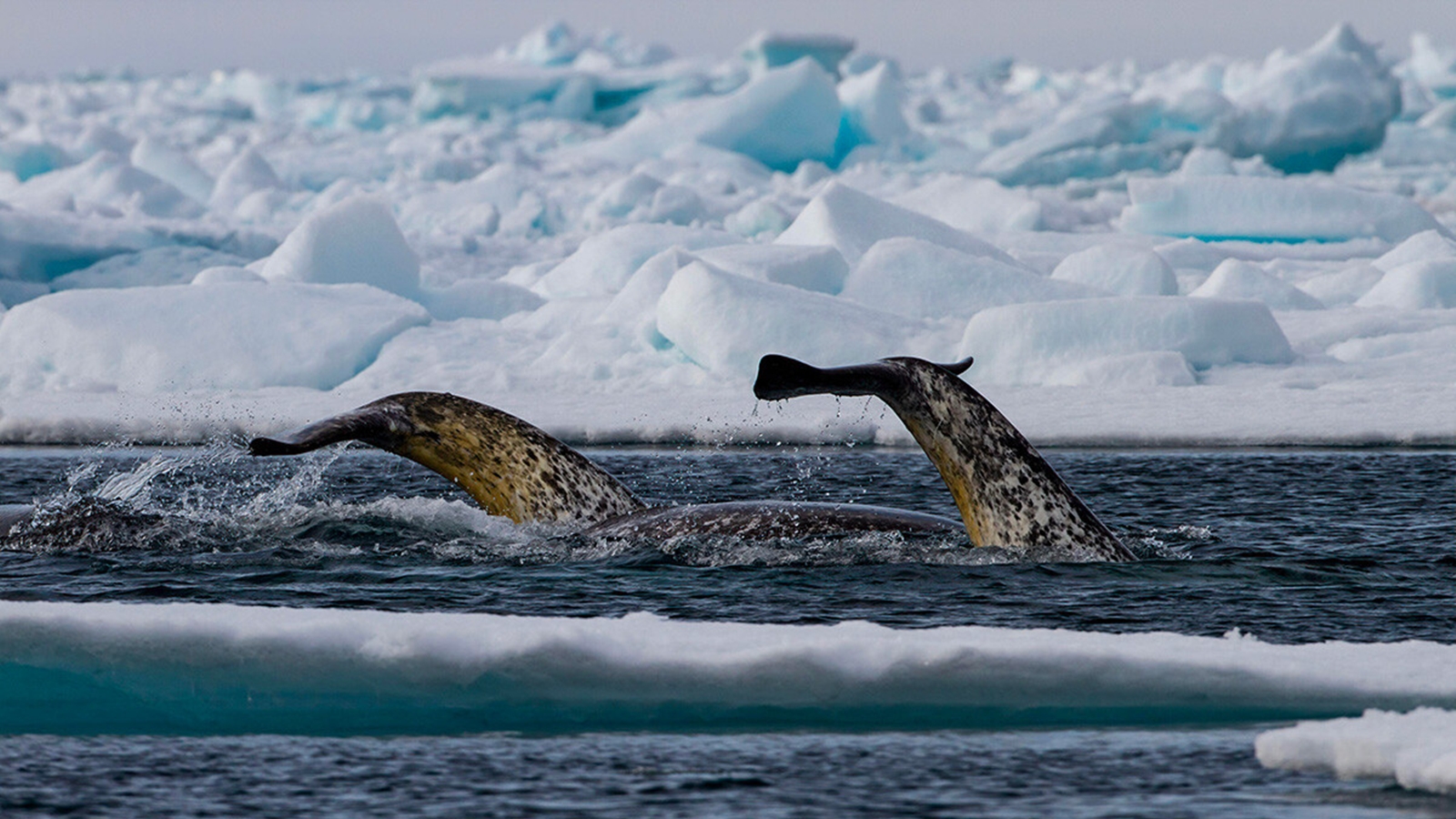 Narwhals: The Real-Life Unicorns of the Arctic