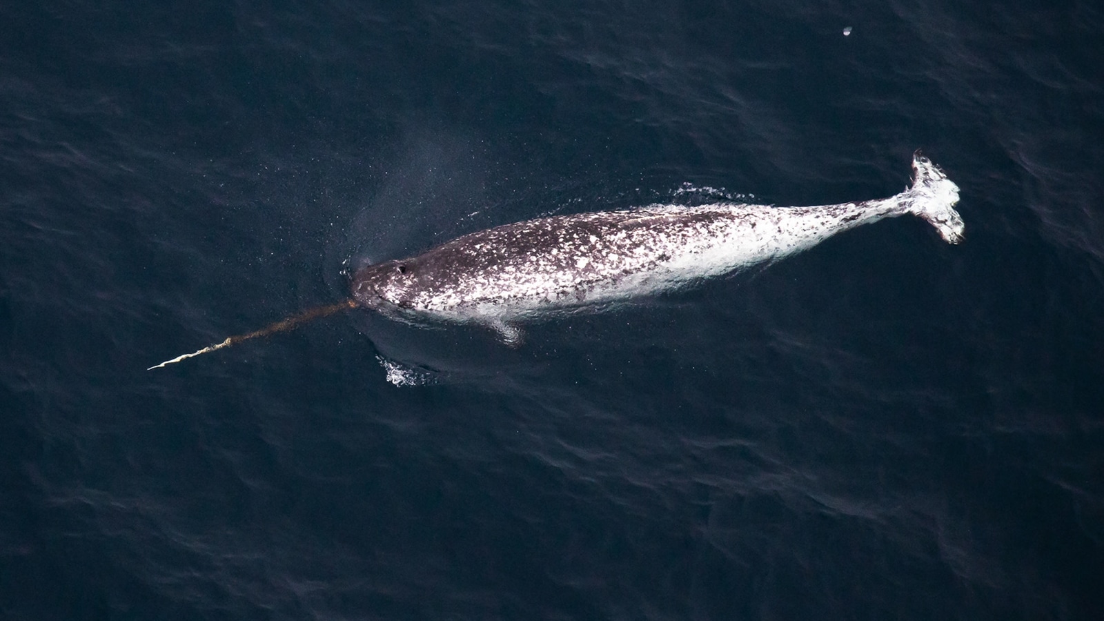 Discover the truth behind the animal known as the unicorn of the sea