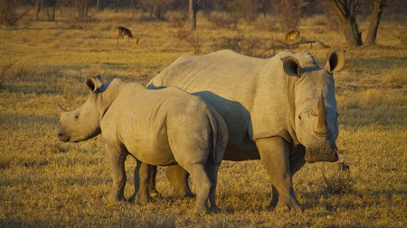 The Northern White Rhino might be the face of extinction, but it shares this haunting stage with many others.