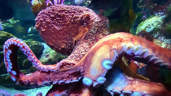 Discover the smartest animals on Earth