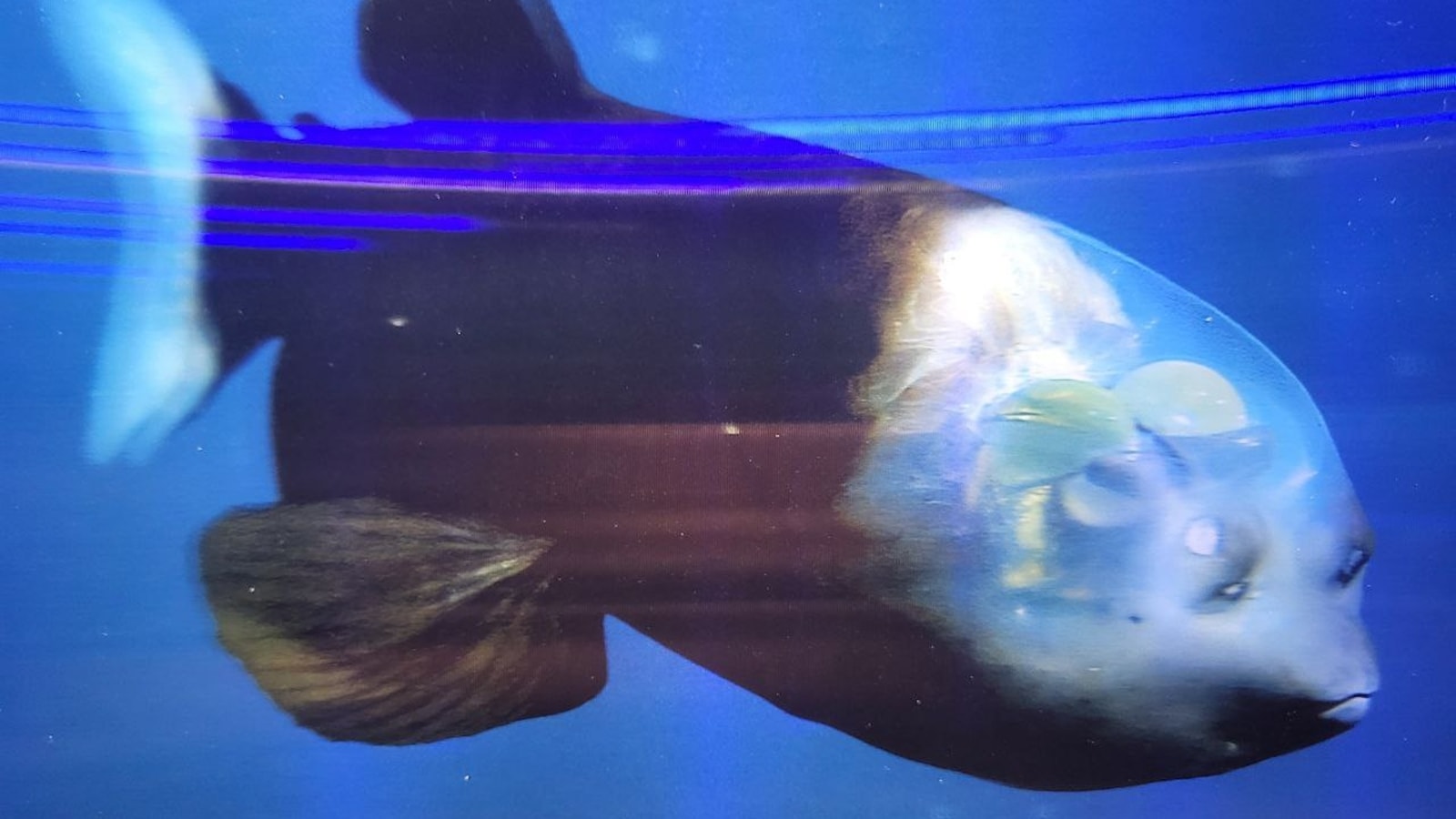Discover the Pacific Barreleye, the deep-sea fish with a transparent head and tubular eyes, and learn how it survives in the dark ocean depths.