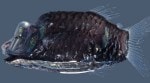 Discover the Pacific Barreleye, the deep-sea fish with a transparent head and tubular eyes, and learn how it survives in the dark ocean depths. (Source: Wikimedia Commons)