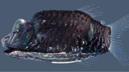 Discover the Pacific Barreleye, the deep-sea fish with a transparent head and tubular eyes, and learn how it survives in the dark ocean depths. (Source: Wikimedia Commons)