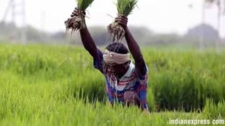 India US trade talks, genetically modified crops India, GM food import restrictions India, GM corn and soya import India,