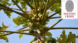 “Near the mosque, we found two papaya trees. We then tracked the room where he had been detained,” an officer recalled.