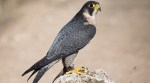 Discover the incredible peregrine falcon—nature’s fastest bird and the planet’s fastest animal