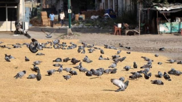 kabootarkhana