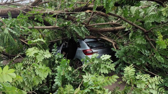 Using a chainsaw and axes, firefighters cut the fallen tree over the car and cleared the road for traffic.
