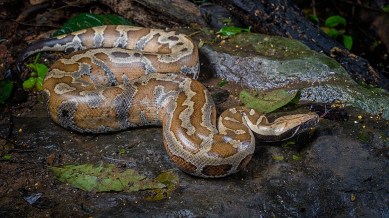 python