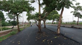 Bihar’s new Rs 100-crore road has a dangerous quirk — trees standing in the middle