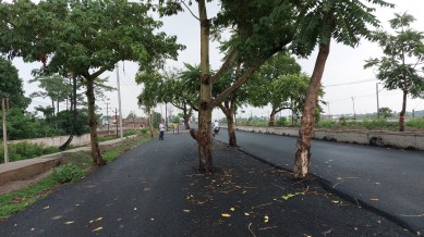 Bihar’s new Rs 100-crore road has a dangerous quirk — trees standing in the middle