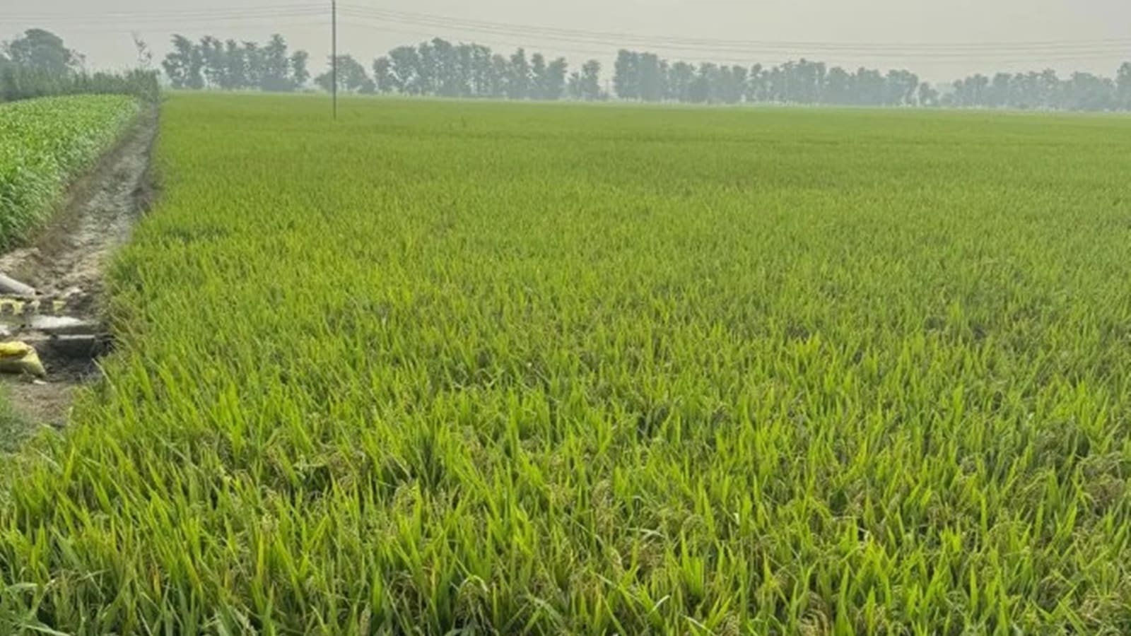 rice cultivation