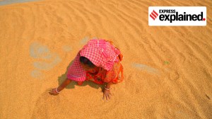 Why Govt has offered wheat and rice for sale in open market, but at a higher price than last year