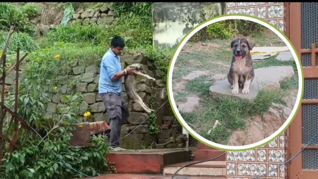 Villagers said Rocky did what seemed unimaginable for a pup of his age — the pet alerted its owner about the impending danger by barking furiously.