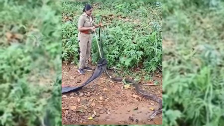 Roshni, the snake charmer: 16-foot king cobra is latest of 800 snakes rescued by Kerala forest officer