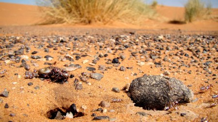 Discover the incredible animals that can survive sweltering temperatures (Source: Wikimedia Commons)