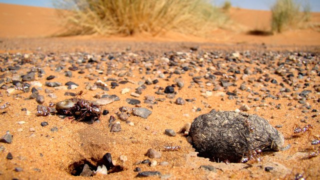 Discover the incredible animals that can survive sweltering temperatures (Source: Wikimedia Commons)