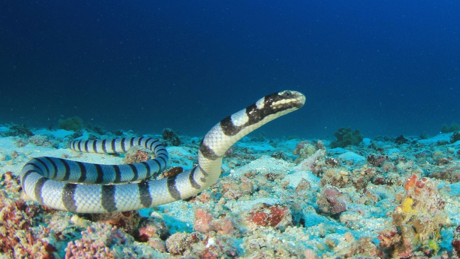 Meet the most venemous marine snake