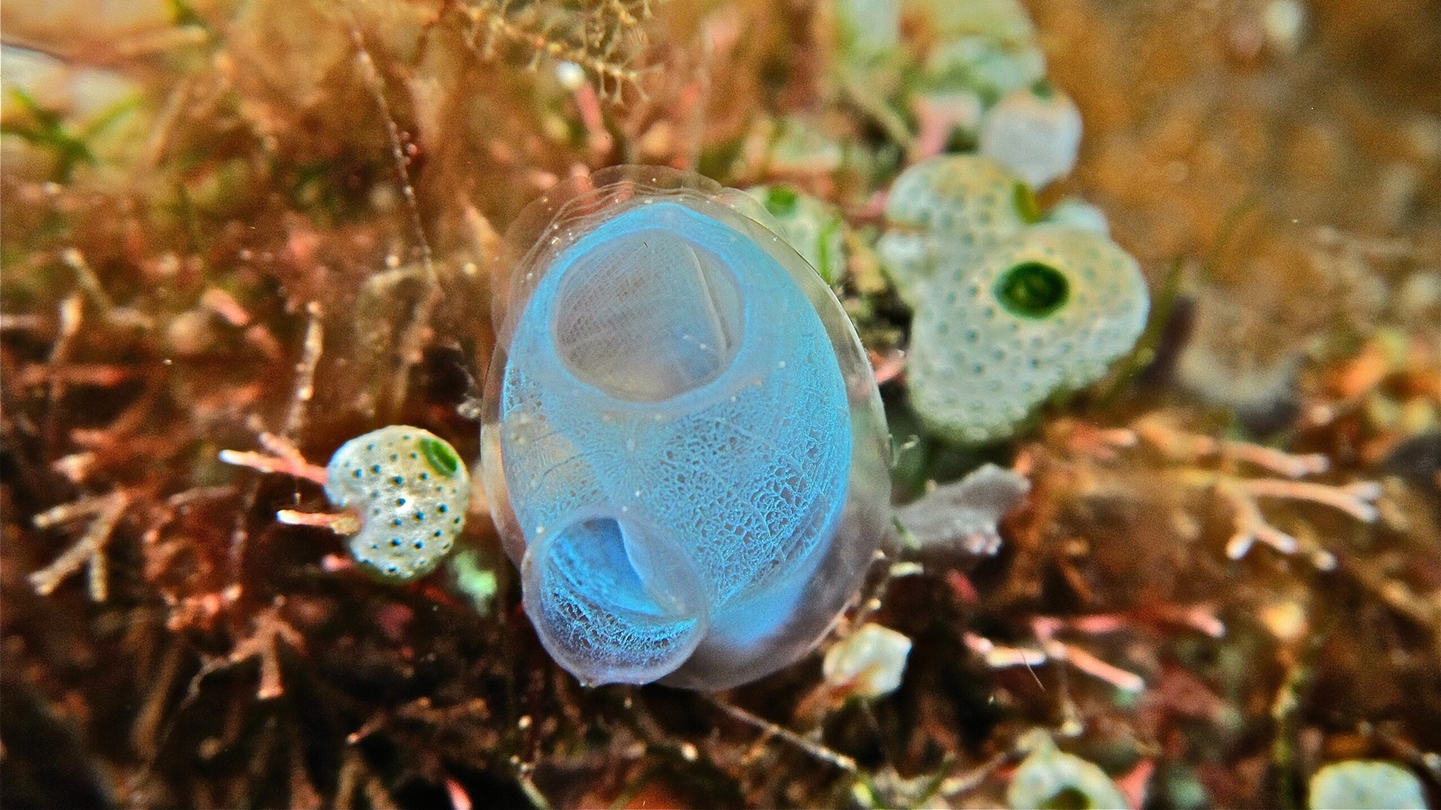 Why Does This Ocean Creature Eat Its Own Brain? The Curious Life Of The Sea Squirt