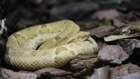 Brazil’s forbidden island home to thousands of endangered golden lancehead vipers (Source: Wikimedia Commons)