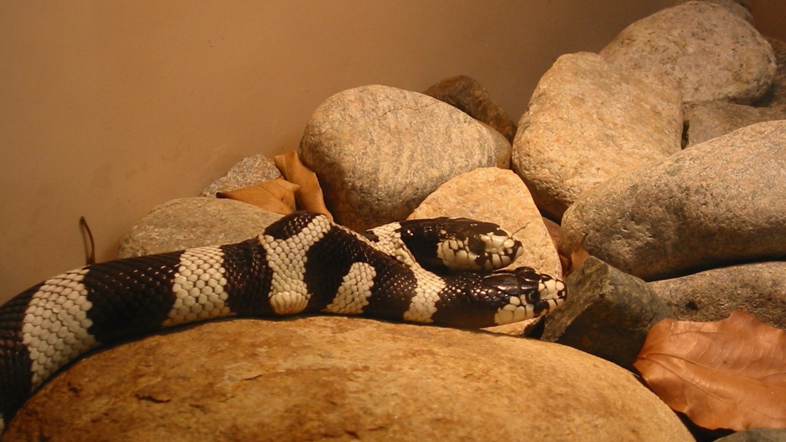 Discover the fascinating science Behind two-headed snakes-HOW they occupur, why snakes are most affected, and what life is like for them.