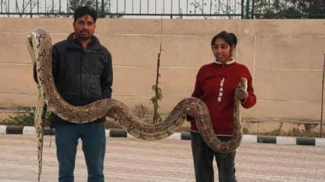 snakes