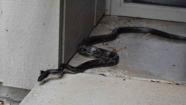 Learn how large constrictors, bites, and hygiene risks can pose a threat—even without venom