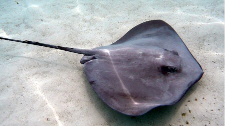 Stingrays are far more than their reputation suggests