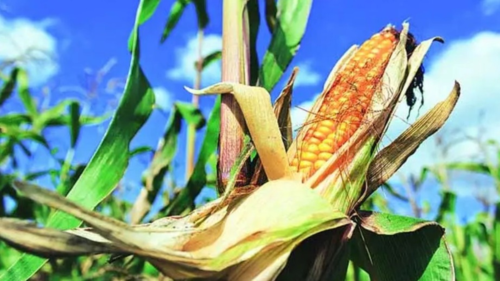 Maharashtra Farmers Embrace Sweet Corn Cultivation for Higher Profits