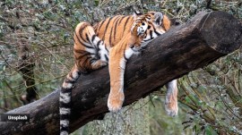 From Delhi’s Majnu ka Tila, ‘herb trader’ turned out to be international tiger trafficker on Interpol radar