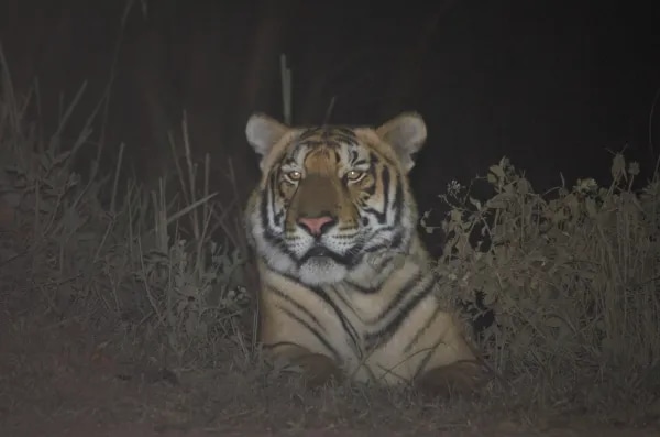kaziranga national park, tiger census