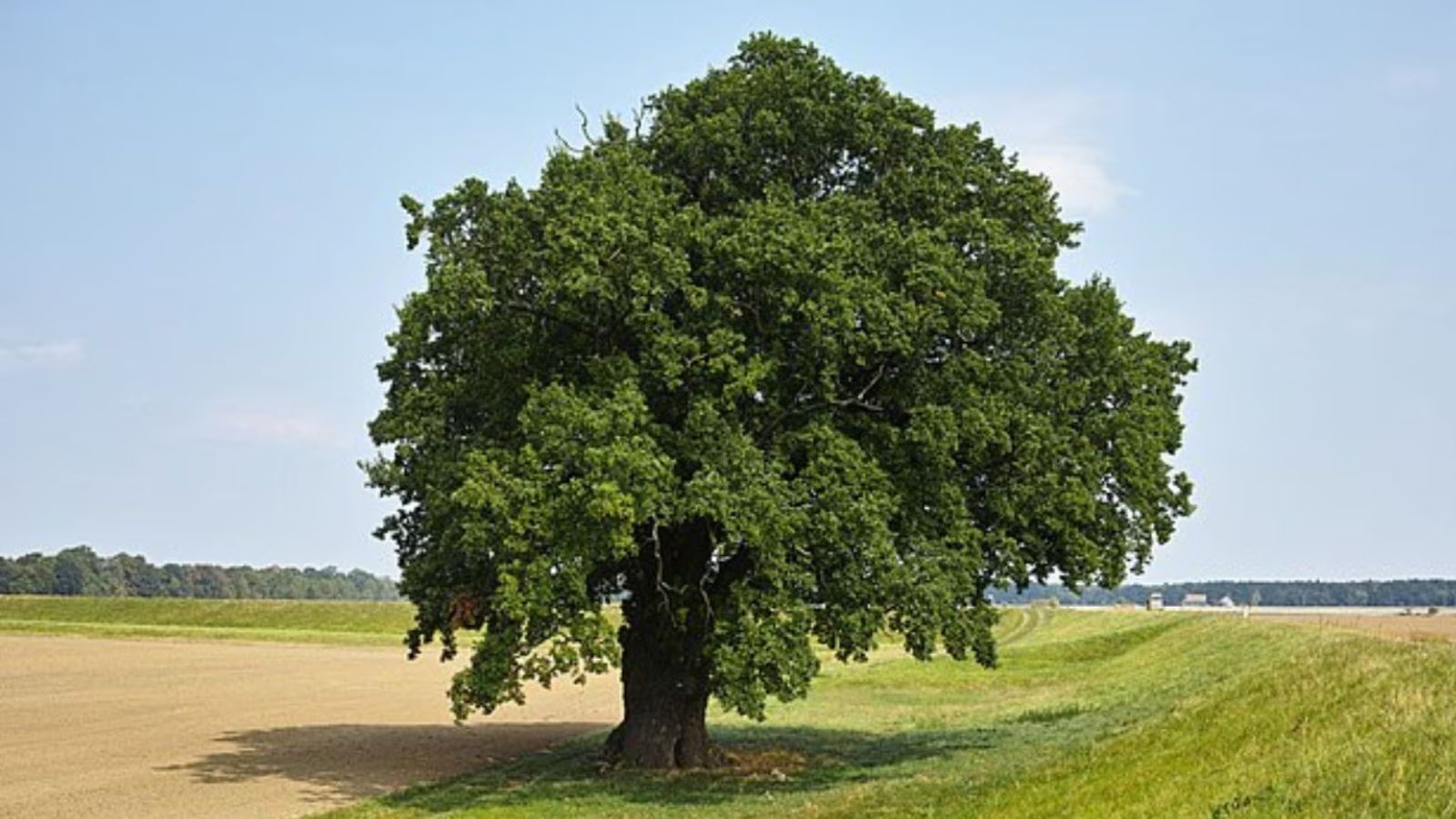 . Roots are important facilitators that support nutrient intake. Their naturally tapered shape and conical tip aid better soil penetration.