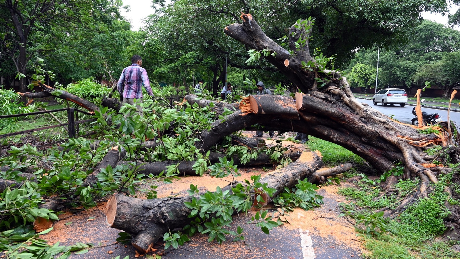 Sustainable development doesn’t mean using bulldozers to clear forests: SC