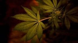 hydroponic weed