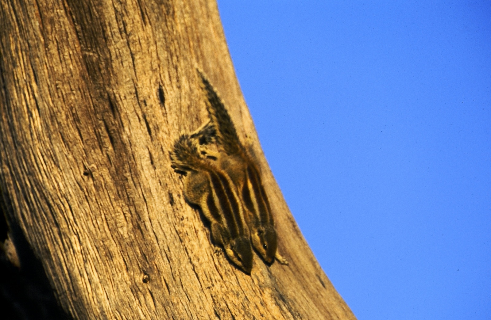 The palm squirrel has often uncharitably called a 'rat with a bushy tail'