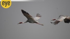 1_6feb7b The Sarus crane maintains sterling (Photo by Ranjit Lal)