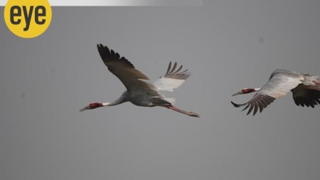 The Sarus crane maintains sterling (Photo by Ranjit Lal)