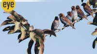 They should be flying free in the big blue yonder living their dreams! (Express Archive)