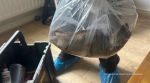 Giant 22-inch rat caught from house in northern England