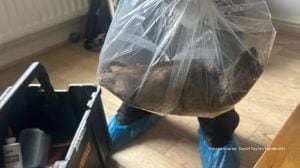 Giant 22-inch rat caught from house in northern England