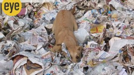 2_eab08d A street dog hiding in a pile of garbage (Credit: Ranjit Lal)