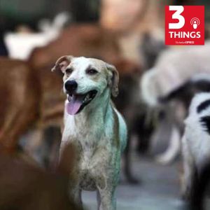3 things podcast the indian express stray dogs