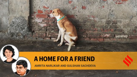 The dogs are to be taken to shelters, with no prospect of being returned to their home territories.