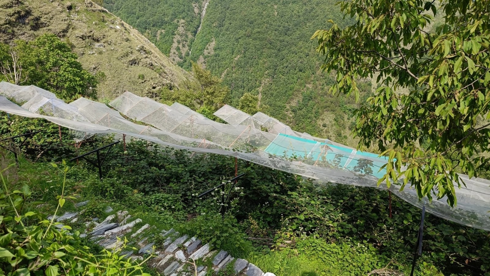 Could kiwi be the next apple? In Uttarakhand, farmers finally taste success