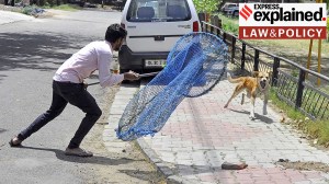 Rules & rulings on stray dogs
