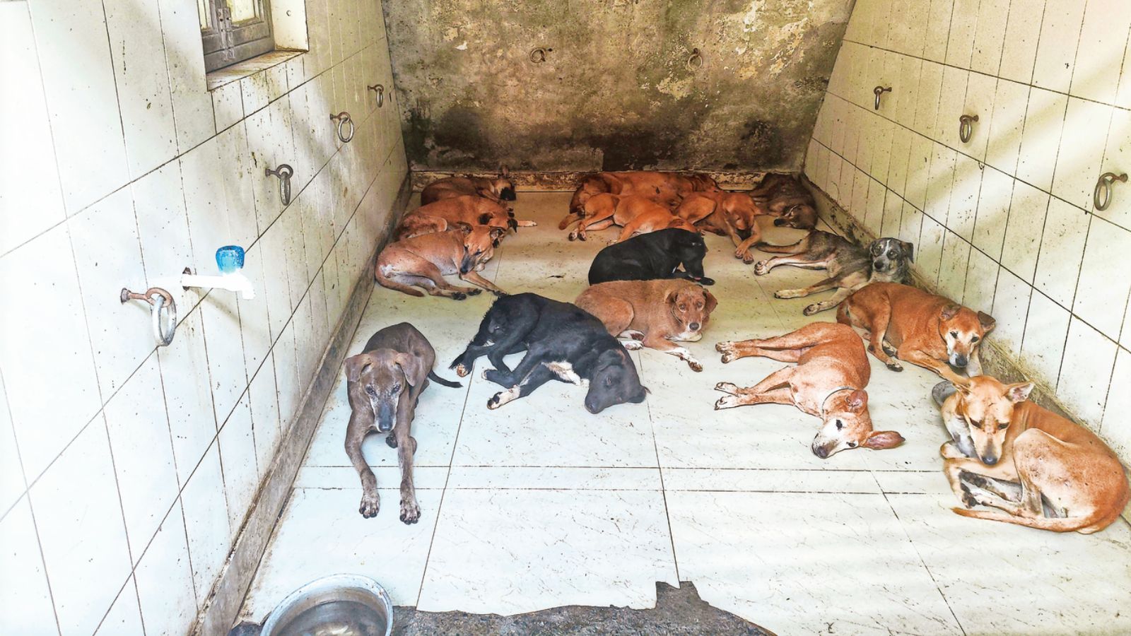 Gurgaon grapples with stray dog relocation following Supreme Court order